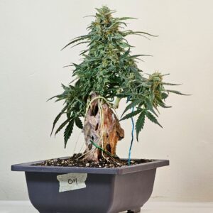 cannabonsai-seeds-cannabis-usa