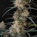 chemdawg-autoflower-seeds-cannabis-strain-usa-marijuana-plant2