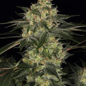 chemdawg-autoflower-seeds-cannabis-strain-usa-marijuana-bud