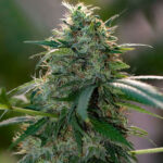 chemdawg-autoflower-seeds-cannabis-strain-usa-marijuana-bud