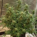 chemdawg-autoflower-seeds-cannabis-strain-usa-marijuana-plant2