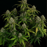 chemdawg-autoflower-seeds-cannabis-strain-usa-marijuana-plant2