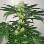 critical-kush-autoflower-seeds-cannabis-strain-usa-buds