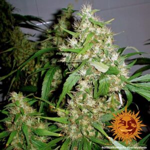 critical-kush-autoflower-seeds-cannabis-strain-usa-buds