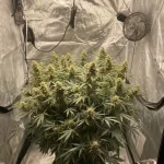 critical-kush-autoflower-seeds-cannabis-strain-usa-buds