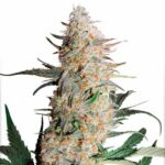 critical-orange-punch-autoflower-seeds-usa