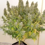 critical-orange-punch-autoflower-seeds-usa