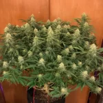 critical-orange-punch-autoflower-seeds-usa