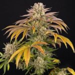 gmo-cookies-autoflower-seeds-cannabis-strain-usa-marijuana-bud