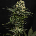 gmo-cookies-autoflower-seeds-cannabis-strain-usa-marijuana-bud