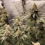 gmo-cookies-autoflower-seeds-cannabis-strain-usa-marijuana-bud