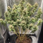 grape-ape-autoflower-seeds-cannabis-strain-marijuana-plant