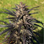 grape-ape-autoflower-seeds-cannabis-strain-marijuana-bud