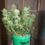 grape-ape-autoflower-seeds-cannabis-strain-marijuana-plant