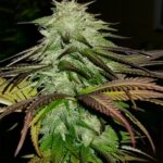 Grape Ape Feminized Seeds - 1Seeds