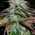 grape-ape-feminized-seeds-cannabis-strain-marijuana-buds