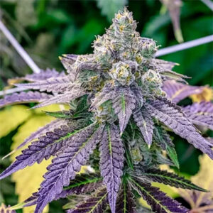 grape-ape-seeds-cannabis-strain-marijuana-flower