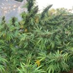 grape-ape-feminized-seeds-cannabis-strain-marijuana-plant2