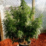 grape-ape-feminized-seeds-cannabis-strain-marijuana-plant2