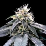 green-crack-feminized-cannabis-seeds-strain-usa