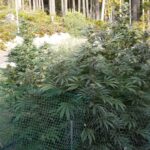 green-crack-feminized-cannabis-seeds-strain-usa