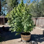 green-crack-feminized-cannabis-seeds-strain-usa