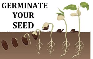 how-to-germinate-marijauna-seeds