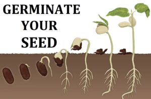 how-to-germinate-marijauna-seeds