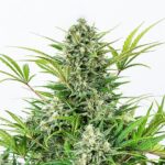 Aurora-indica-autoflower-seeds-cannabis-strain-bud