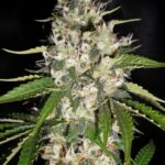 Aurora-indica-feminized-seeds-cannabis-strain-bud