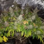 Aurora-indica-feminized-seeds-cannabis-strain-bud