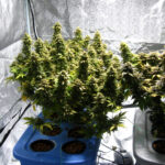 Aurora-indica-feminized-seeds-cannabis-strain-bud