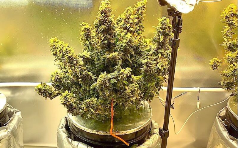 Top 7 Autoflower Seeds