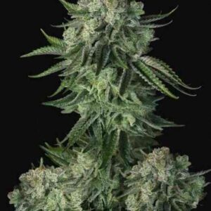 moby-dick-autoflower-seeds-marijuana-strain-bud