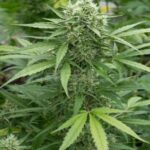 moby-dick-autoflower-seeds-marijuana-strain-bud2