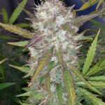 moby-dick-autoflower-seeds-marijuana-strain-bud