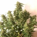 moby-dick-autoflower-seeds-marijuana-strain-bud