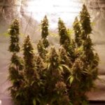 moby-dick-autoflower-seeds-marijuana-strain-bud