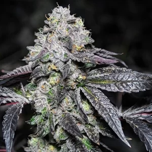 sunset-sherbet-autoflower-seeds-cannabis-strain-marijuana-bud