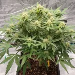 sunset-sherbet-autoflower-seeds-cannabis-strain-marijuana-plant2