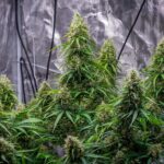 sunset-sherbet-autoflower-seeds-cannabis-strain-marijuana-plant3