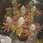 sunset-sherbet-autoflower-seeds-cannabis-strain-marijuana-plant3