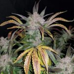 cream-cookies-autoflower-strain-seeds-marijuana-usa-plant