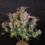 cream-cookies-autoflower-strain-seeds-marijuana