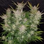 cream-cookies-autoflower-strain-seeds-marijuana-usa-plant