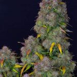 cream-cookies-autoflower-strain-seeds-marijuana