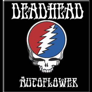 deadhead-autoflower-artwork-marijuana-seeds-cannabis