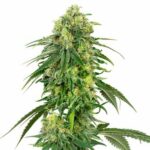 deadhead-autoflower-marijuana-seeds-cannabis-bud