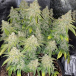 deadhead-autoflower-marijuana-seeds-