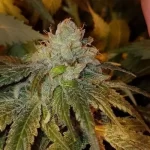 deadhead-feminized-marijuana-seeds-cannabis